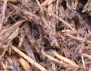 Cedar Mulch
